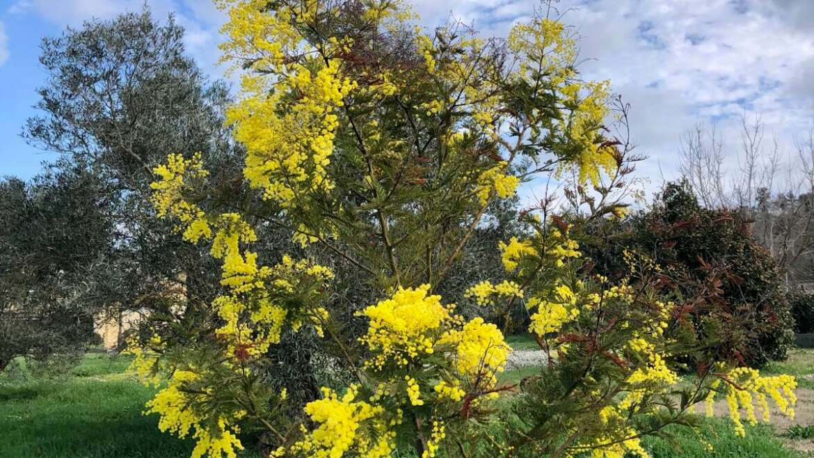 Pillole di vita di campagna